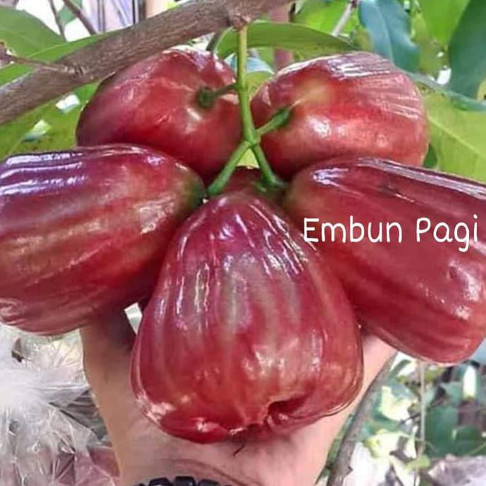 jambu air madu