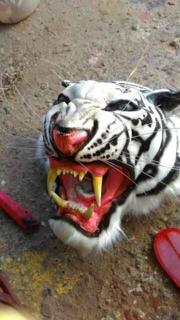 Kepala macan topeng macan kostum macan Barongan telon kediri