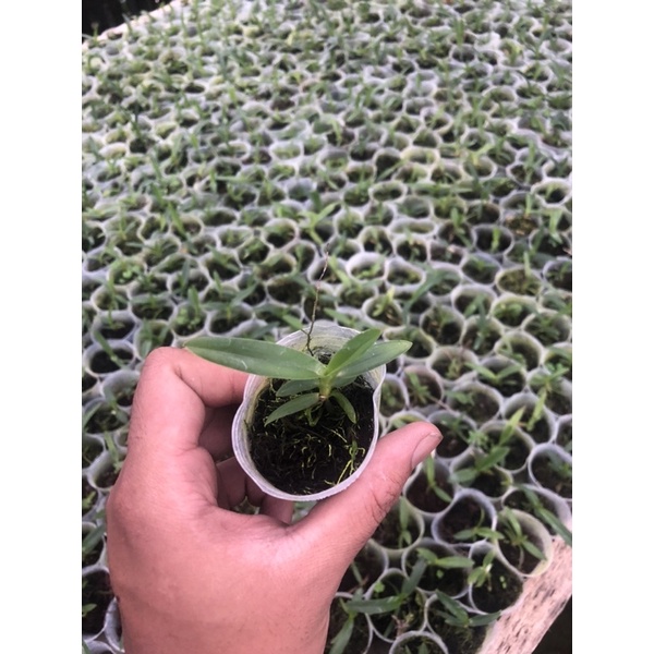Seedling Anggrek Vanda