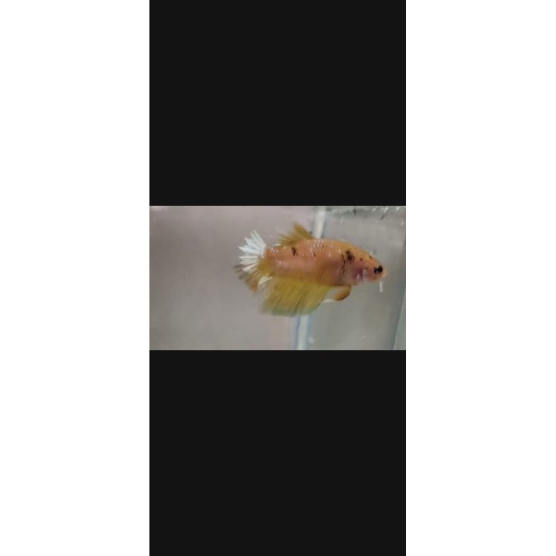 

YELLOW FANCY (BETTA FISH)