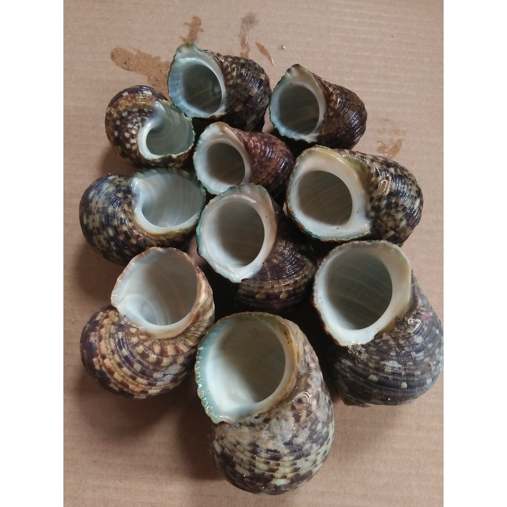 cangkang kelomang ukuran L/XL JUMBO 10 PCS