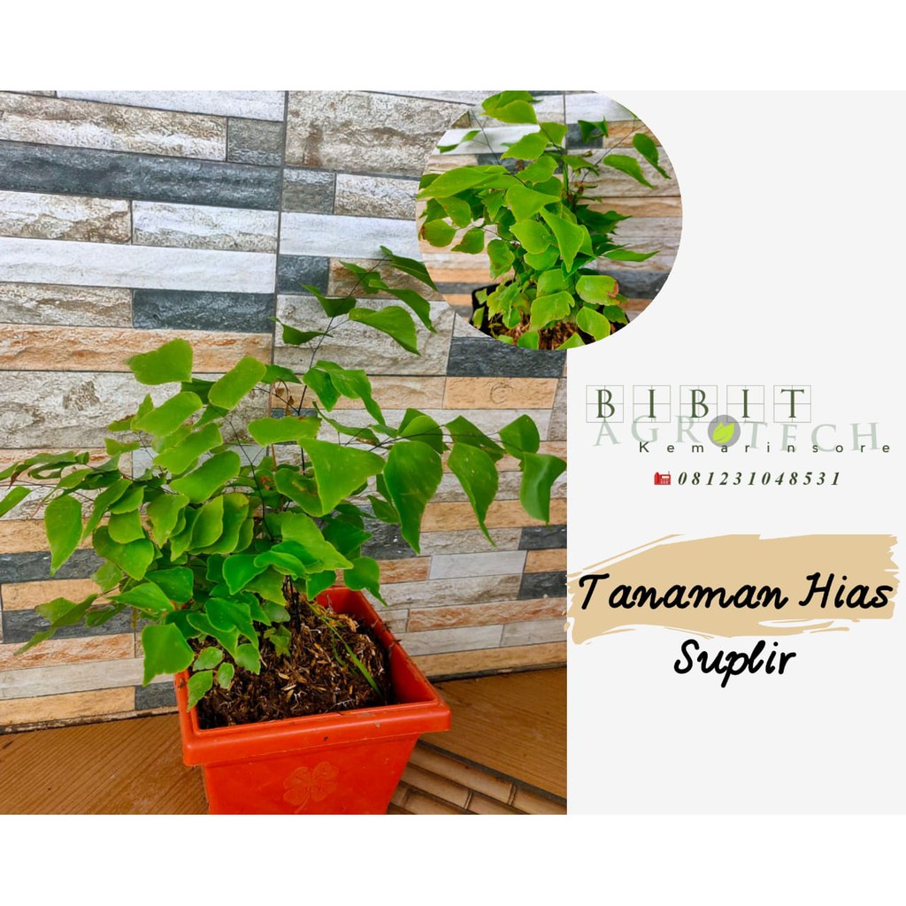 Bibit Tanaman Hias Suplir/Tanaman Indoor