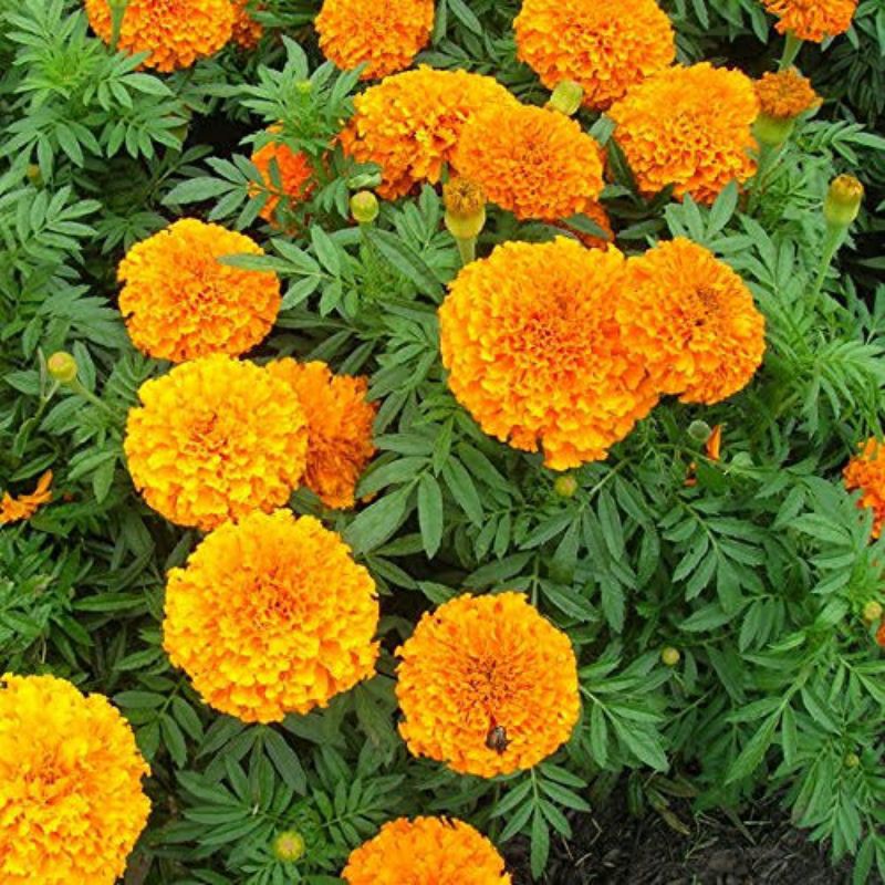 Benih Bunga Marigold Orange