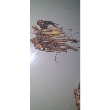 

Temu kunci 100 gr