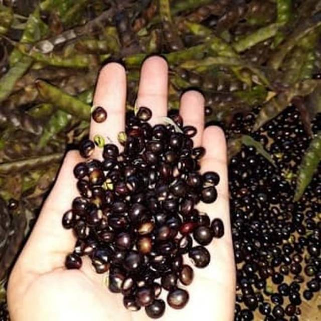 

Bibit kacang gude (organik) , undis , kacang bali , cajanus cajan