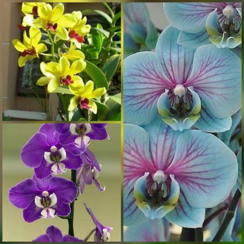 paket 3 anggrek dendro tricolor - Tanaman Hidup-Bunga Hidup Murah -Bunga Anggrek Hias