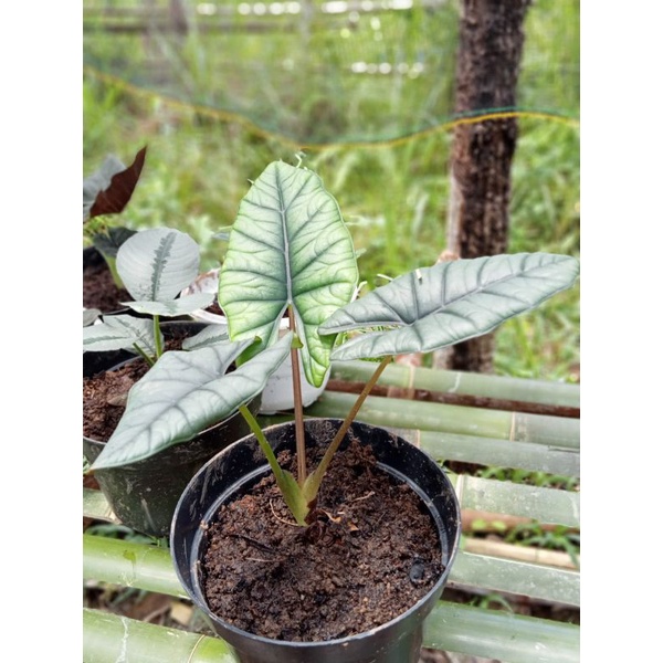alocasia bisma