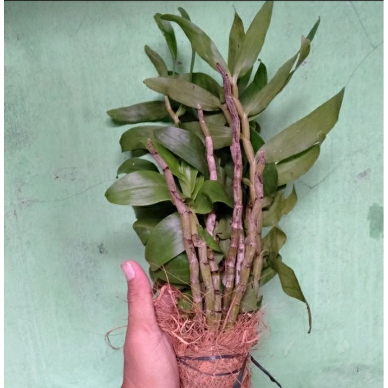 anggrek scundum rumpunan murah