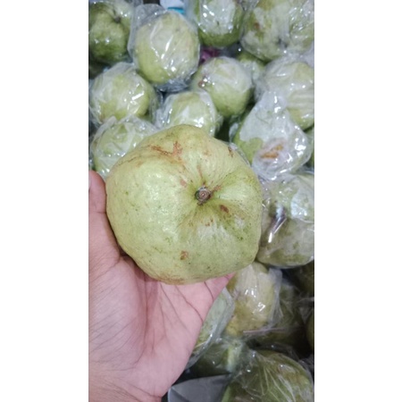 

JAMBU KRISTAL