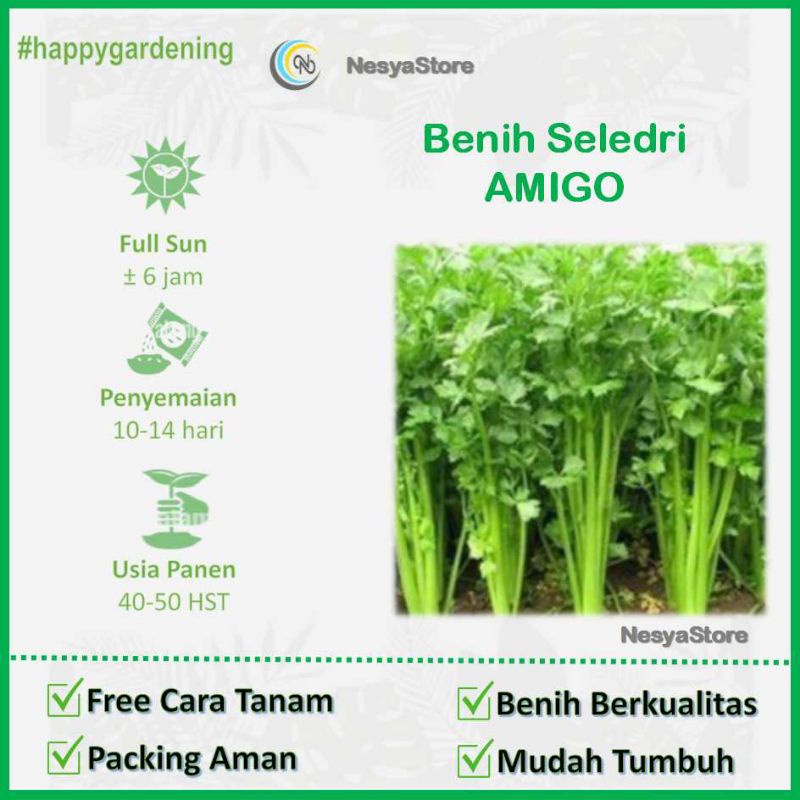 200 Benih Seledri Amigo Cap Panah Merah Hidroponik Unggul - Benih Bibit Sayur Sayuran