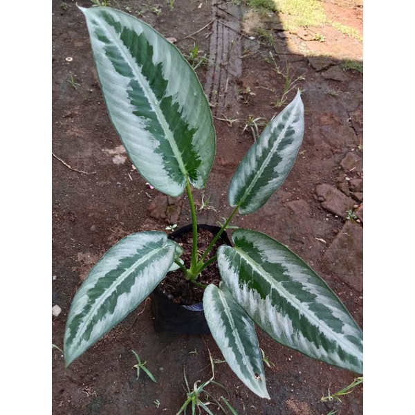homalomena silver