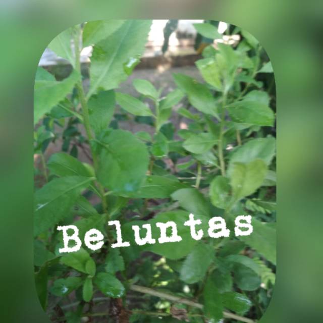 

Daun beluntas segar 100 gram