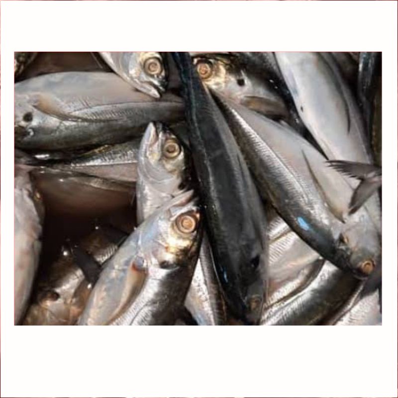 

ikan caru / ikan tegang ekor 1 kg Fresh | Sayur Segar Medan