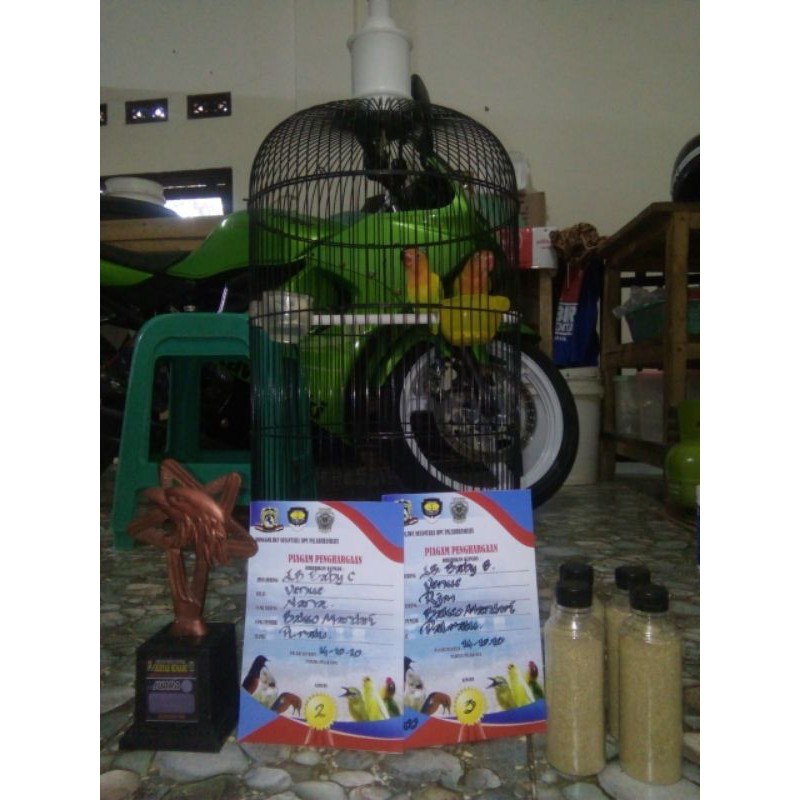 Pakan Lolohan Lovebird terbaik