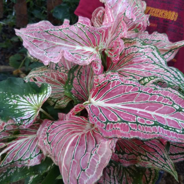 Caladium Pink Symphony Shopee Indonesia