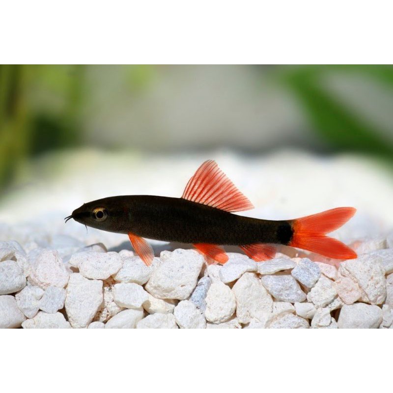 Ikan Hias Redfin Shark Air Tawar