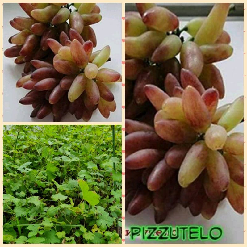 bibit anggur pizutelo import stek batang