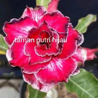 Promo Paket 4 Jenis Tanaman Hias Kamboja Japanese Adenium Bunga Tumpuk Bibit Bunga Tumuk Ø®ØµÙ Shopee Indonesia