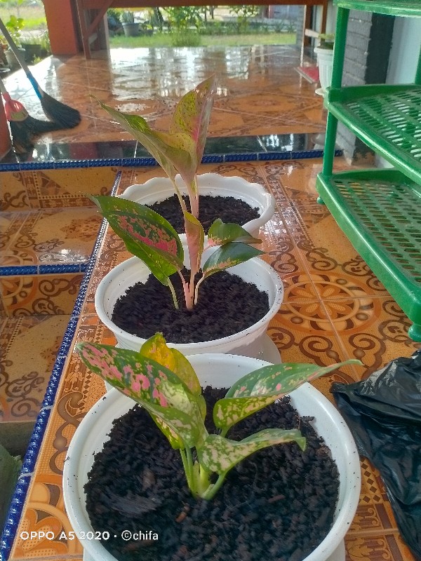 Bunga Aglonema Paket 3 Batang