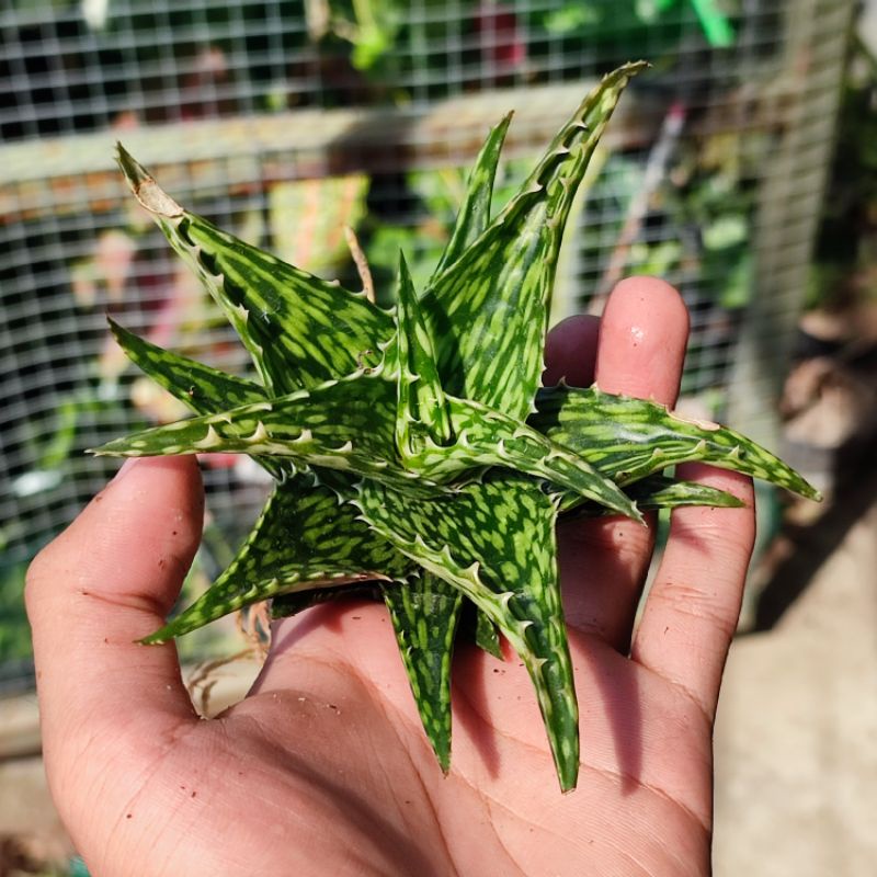 Aloe jucunda sukulen / Aloe mini