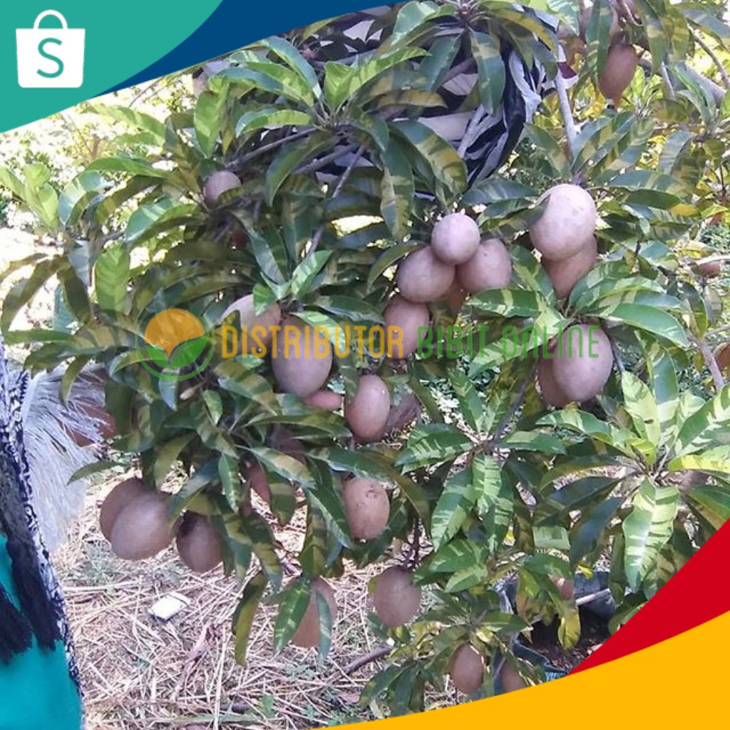 Bibit sawo varigata bibit okulasi majalengka