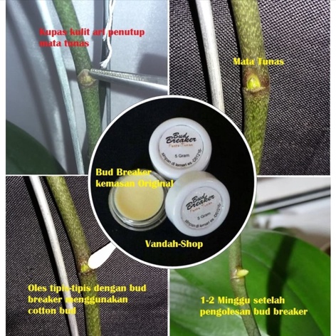 ✅Bud Breaker penumbuh tunas 1gr perangsang tanaman anggrek tunas batang