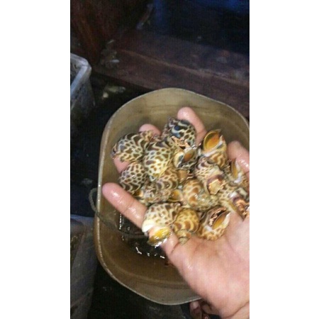 

keong macan jawa