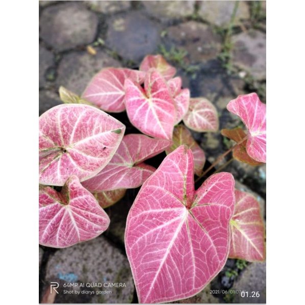caladium DG.PINK BERTUAH