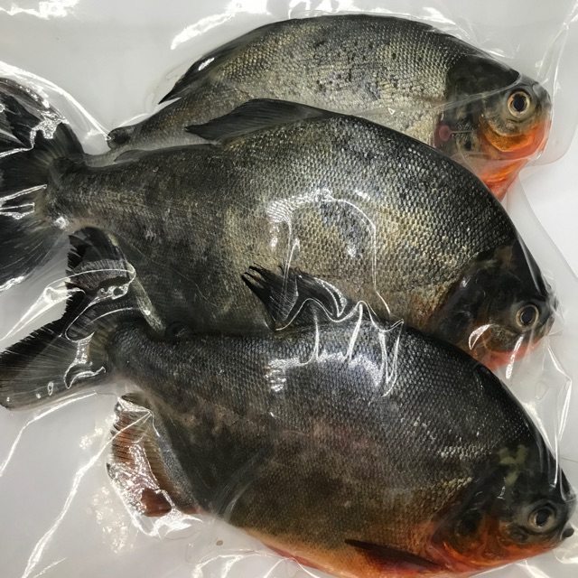 

Bawal Air Tawar 1 kg