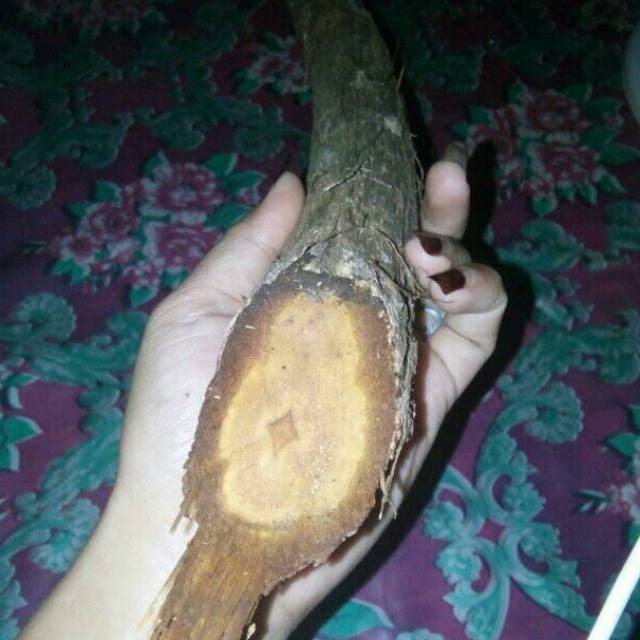 

kayu Bajakah Kalalawit
