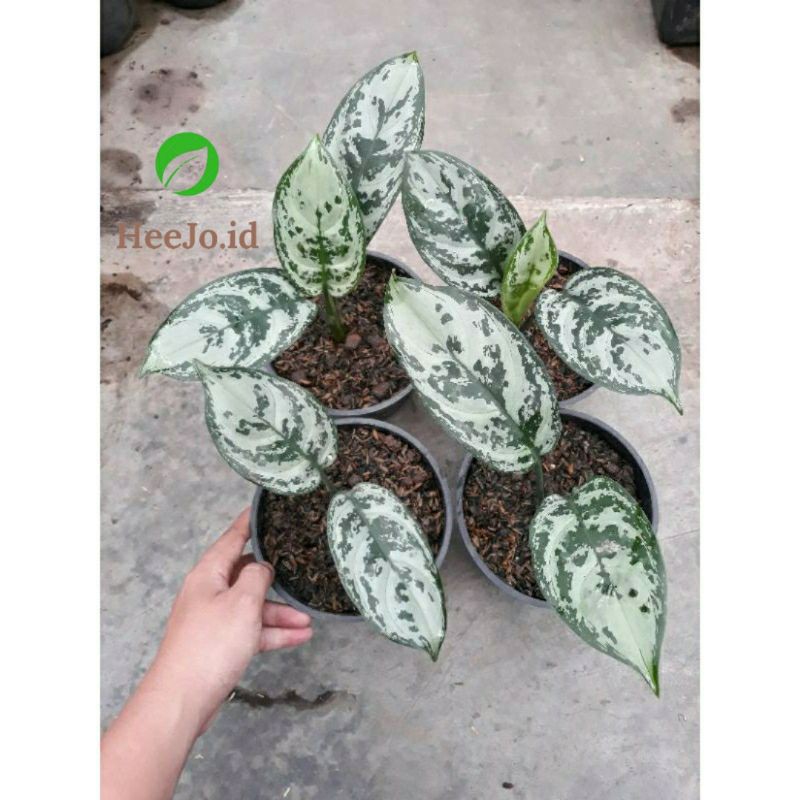 Aglonema Green Compacta / Aglonema Army / Green Compacta