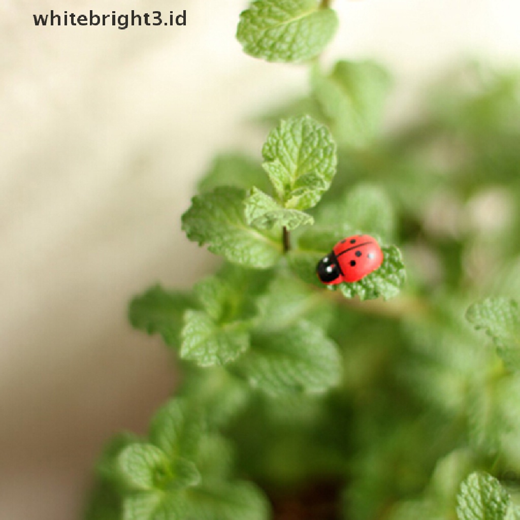 {whitebright3.id} Mini Ladybug Beatles Garden Ornaments Scenery Craft For Plant Pot Fairy Decor ,