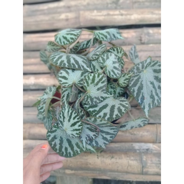 begonia tapak macan