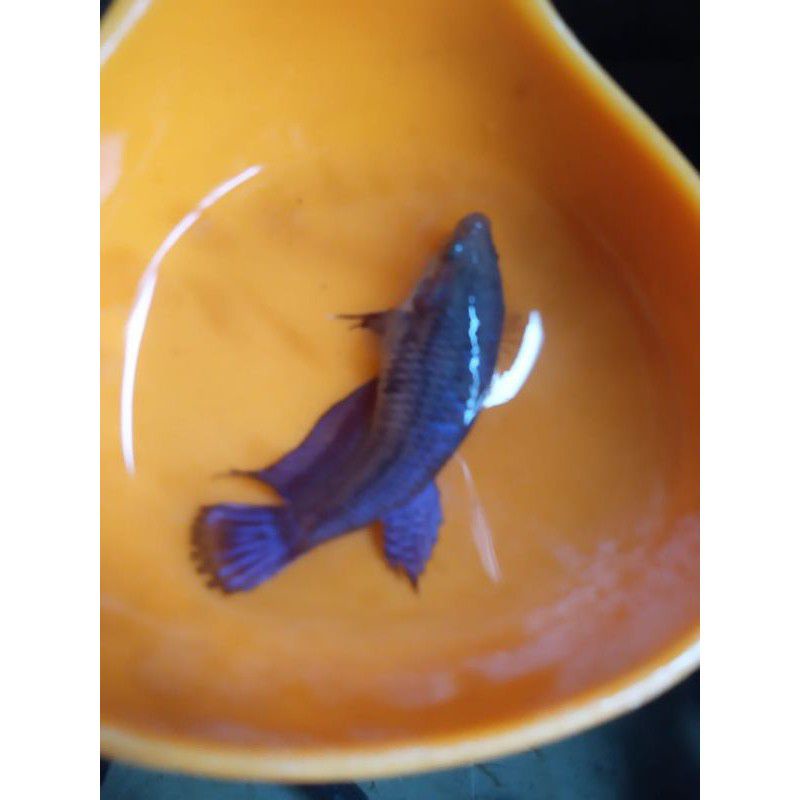 IKAN CUPANG BAGAN ( FEMALE )