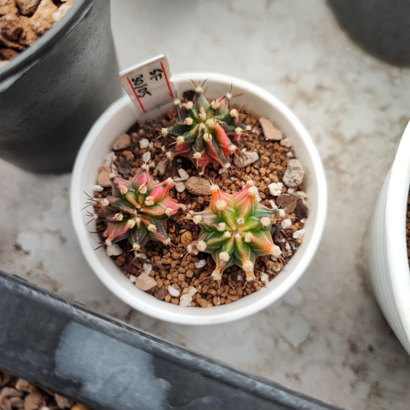 Kaktus Gymnocalycium Gymno Mihanovichii Miha Starfire Milo