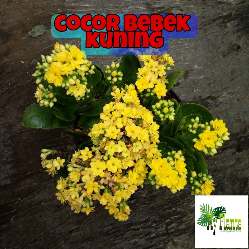 Tanaman Hias Bunga Cocor Bebek / Kalanchoe Calandiva Bunga Tumpuk Kalancu Indoor