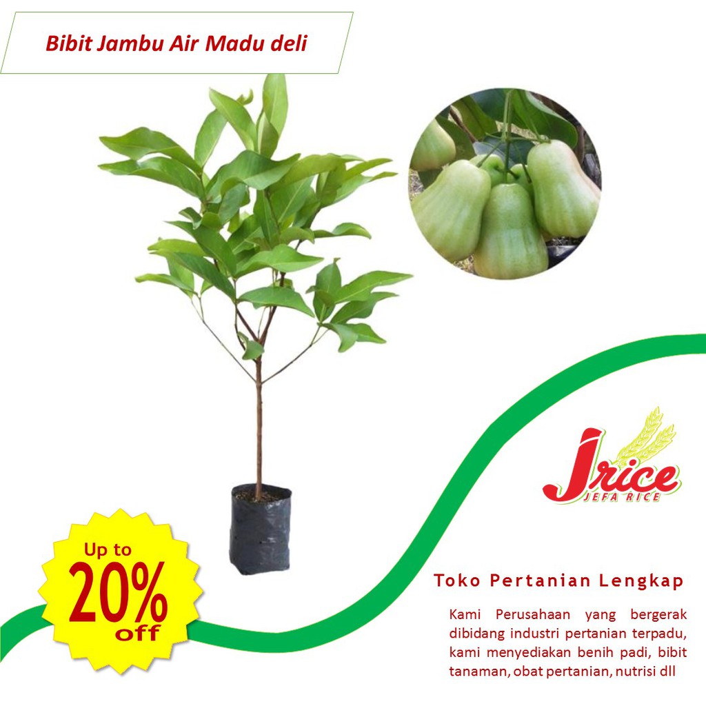 BIBIT JAMBU AIR MADU DELI HIJAU JUMBO