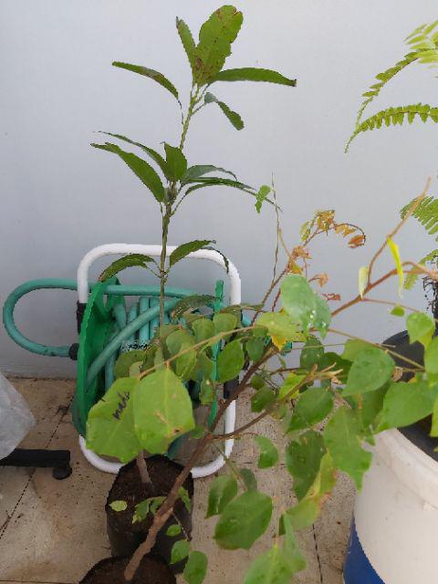 Tanaman Belimbing Madu / Dewi (buy 1 Get 1)