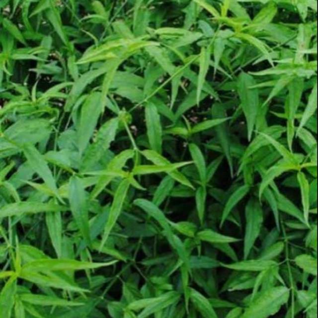 Daun Sabah Snake Grass Daun Belalai Gajah Non Pestisida Shopee Indonesia