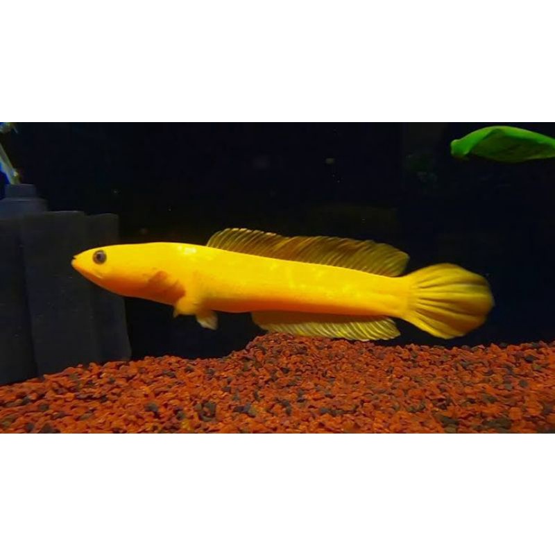 Baby Limbata Golden ( Free Pelet ) Keburu kehabisan (Semoga Beruntung)