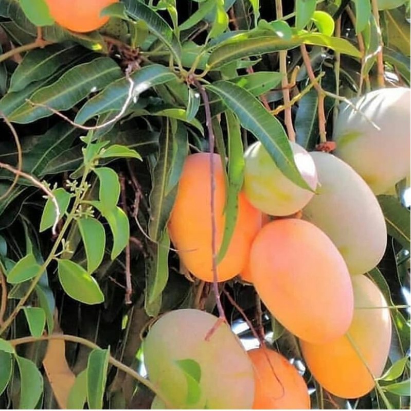 BIBIT MANGGA MADU//okulasi cepat berbuah (bisa tabulampot)