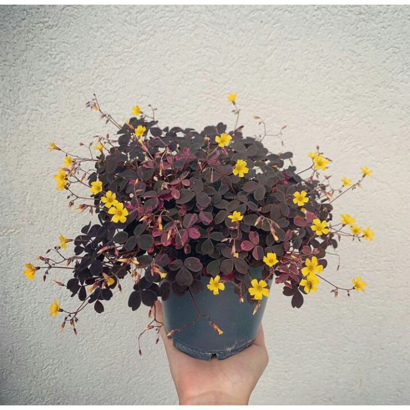 Tanaman Hias Oxalis Vulcanicola