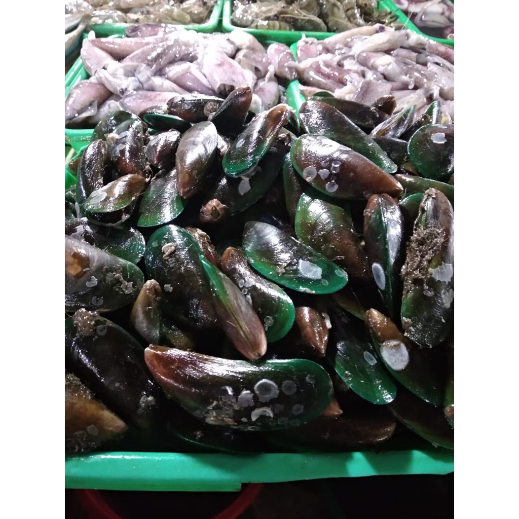 Kerang Hijau Fresh Hidup /kg