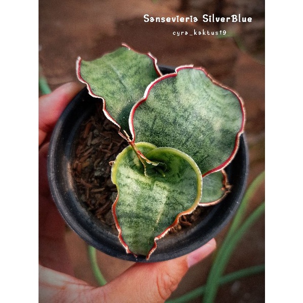 Sansevieria SilverBlue
