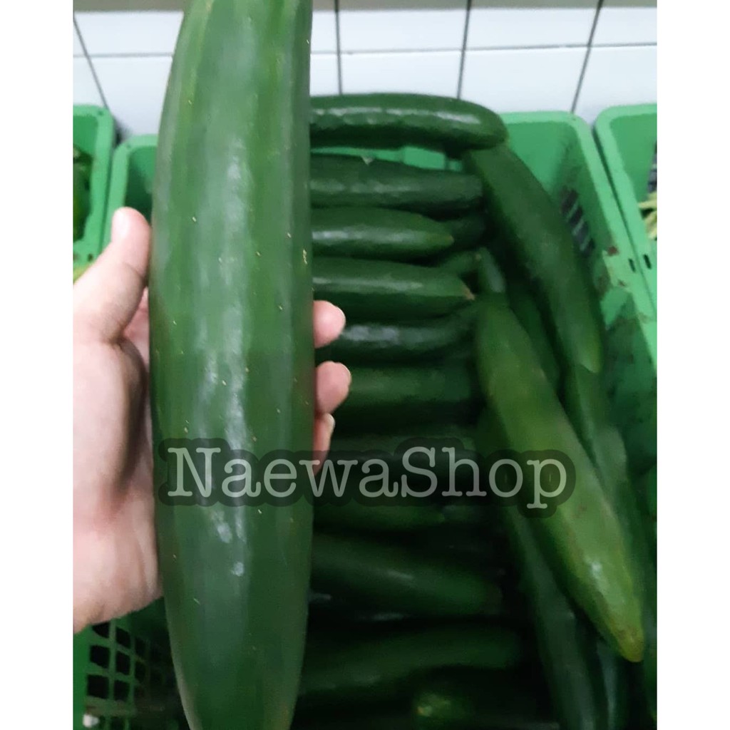 

Timun Jepan / Kyuri Besar 500gram