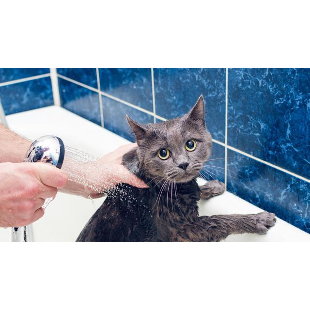 Shampoo kucing anti kutu dan jamur
