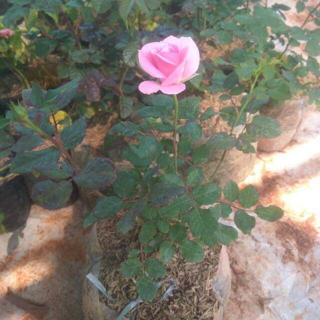 Tanaman Hias Bunga Mawar | Tanaman Bunga Mawar