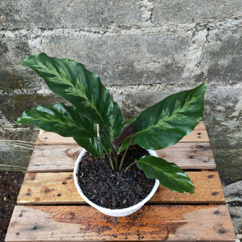 PROMO!! Tanaman Hias Calathea Albertii - Tanaman Hias Indoor