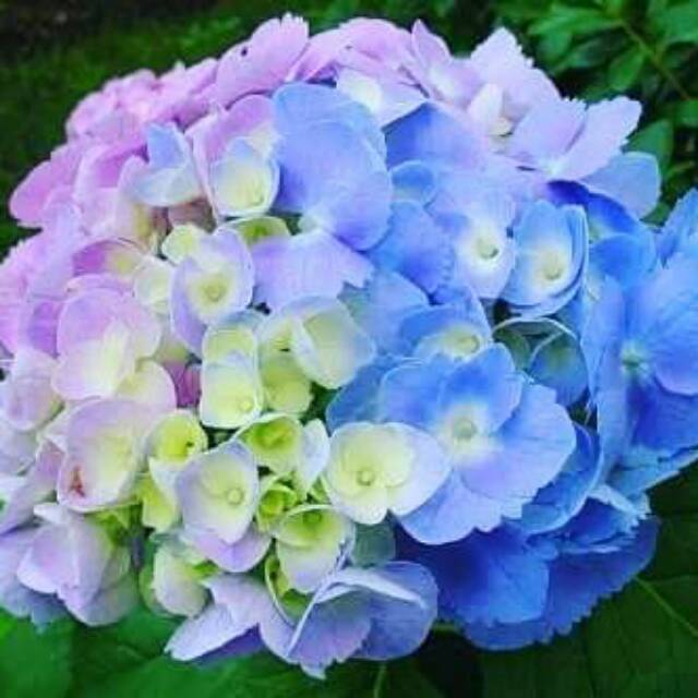 Tanaman bunga panca warna / hortensia / hydrangea