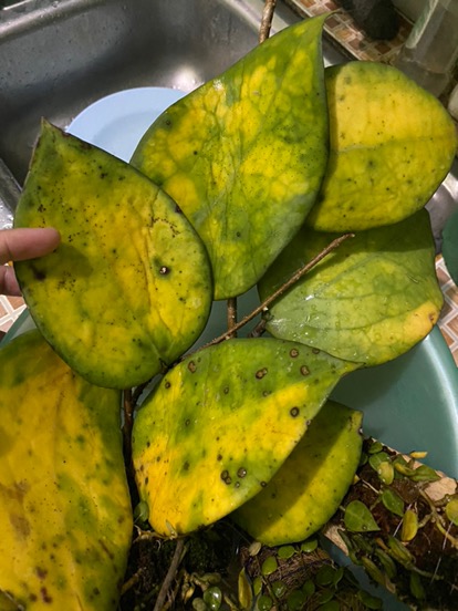 Hoya Verticilata